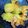 kojamin's cooksnap of when they made ズッキーニの花のフリッタ(天ぷら）.
