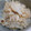 ぷうちゃん's cooksnap of when they made 生姜薫る玉ねぎ丸ごと炊き込みごはん.