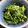 milestone★'s cooksnap of when they made 春菊のごま和え.