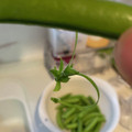 toshio39's cooksnap of when they made 絹さや(さやえんどう)の下処理・筋取り.
