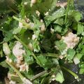 竹富島で会いましょう's cooksnap of when they made 「パクチー豆腐サラダ」.