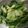 クックZVL9NR☆'s cooksnap of when they made ズッキーニとルッコラのカルパッチョサラダ.