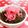 みっくママ's cooksnap of when they made 超カンタン！紫玉ねぎのらっきょ風ピクルス.