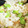 はろーもえか's cooksnap of when they made 桜えびとそら豆の炊き込みご飯☆.