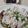 ガチャピン似's cooksnap of when they made ダイエットに！ヘルシー豚しゃぶ✿.