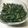 ぽひこな's cooksnap of when they made 葉玉ねぎの味噌炒め.