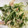 けんよこ's cooksnap of when they made 水菜とベーコンの旨炒め.