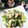 虹色♪︎ちゅーりっぷ's cooksnap of when they made にんにくで豚肉と小松菜を 炒めただけ！.