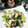虹色♪︎ちゅーりっぷ's cooksnap of when they made にんにくで豚肉と小松菜を 炒めただけ！.