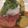 ぐりとも's cooksnap of when they made 大葉と大根おろしソースハンバーグ.