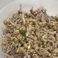 ささささ＆＊'s cooksnap of when they made ちりめんじゃこと山椒の実の佃煮.