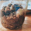 みてみてー！'s cooksnap of when they made 黒糖で梅ジュース☆.