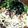 sawatree's cooksnap of when they made 納豆おろしパスタ.