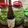 いさかこ's cooksnap of when they made ご用心！でも日本酒で美味い梅酒つくろう！.
