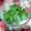 kumi4852's cooksnap of when they made 大葉の保存法.
