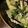 ☆向日葵姐☆'s cooksnap of when they made ピーマンと長芋の豚肉オイスター炒め.