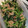 クックEEDJ3F☆'s cooksnap of when they made 缶オイル使用ホウレン草とツナの和え物.