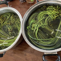 マロンのおかん's cooksnap of when they made わらび アク抜き法。おひたし。旬.