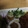 mantacarp's cooksnap of when they made ♪ちくわ君とかいわれちゃんの植木鉢♪.
