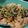 ◯usa◯'s cooksnap of when they made 鶏モモ肉の香草アンチョビソース.