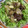 西ヶ原's cooksnap of when they made はぐらうりの豚肉炒め.