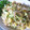 モコブーママ's cooksnap of when they made もやしの中華風サラダ☆.
