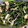 クックDRQB6R☆'s cooksnap of when they made ５分でもう一品♪春菊としめじの煮びたし.