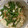 クックTCTUS1☆'s cooksnap of when they made 全てレンジ玉ねぎといんげんのごま和え.