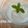 piko-rin's cooksnap of when they made 栃木名物　レモン牛乳.