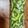 クックH86AFM☆'s cooksnap of when they made ラッキョウ酢で！ゴーヤと茗荷の酢漬け.