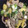 クック2H9MD0☆'s cooksnap of when they made さつまいもと豚肉の味噌炒め.