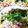クッキン坊主's cooksnap of when they made 夏野菜たっぷり!!冷たい豚しゃぶうどん.
