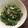 栗丸うさぎ's cooksnap of when they made 春色！菜の花マヨソテー.