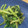 クック37e's cooksnap of when they made ほうれん草のおひたし　.
