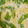 クックZTZ10H☆'s cooksnap of when they made 新たまねぎとスナップエンドウの卵とじ.