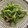 クック0RO5FM☆'s cooksnap of when they made ピーマンとみょうがのさっぱり和え.