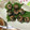 おはなすき's cooksnap of when they made いわしの大葉巻き⌘梅ドレ添え.