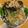 クック51SB29☆'s cooksnap of when they made ［居酒屋風］シャキシャキ大根サラダ.