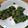 みわたけ's cooksnap of when they made ニラちぢみ～.