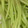 shiso24's cooksnap of when they made ふきの下拵えと保存.