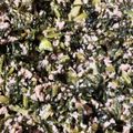 ふぁんころ's cooksnap of when they made 葉先セロリと豚ひき肉の美味しい塩炒め♪.