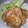 ちづぞう's cooksnap of when they made 甘辛照りうまっ！豚のしょうが焼き.