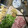 大阪のちゃーちゃん's cooksnap of when they made 豚バラと厚揚げの味噌炒め.