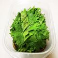 三つ葉つくし's cooksnap of when they made ご飯のお供♡絶品ご飯が進む♪大葉ペタペタ.