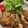 さとかげつん's cooksnap of when they made うちの豚ステーキ.