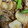 クックQ51Z5P☆'s cooksnap of when they made 大根と豚バラの旨炒め.