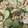 snow012's cooksnap of when they made 切り干し大根の爽やか生姜マヨサラダ.