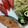 pfizer's cooksnap of when they made 簡単♪鮭のムニエル.