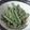 lovebas's cooksnap of when they made いんげんのごま和え.