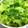 卯月のうさぎ２０１４'s cooksnap of when they made ほうれん草とレタスのごま油和え.